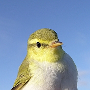 Grönsångare, Sundre 20080731